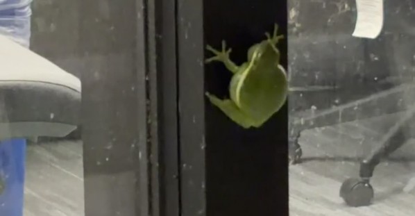 Tree Frog Beeps On Office Window