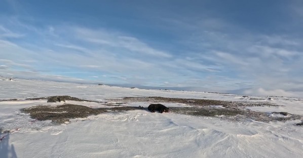 Hunting Black Bears on a Snowmobile