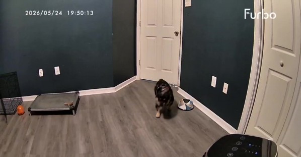 French Bulldog Offended By Closed Door Slams Into It