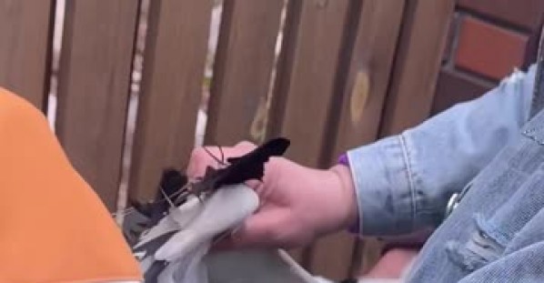 Helping A Stork With Its Wing Stuck in a Wire