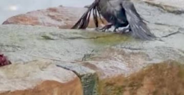 Man Saves Baby Bird From Backyard Pond