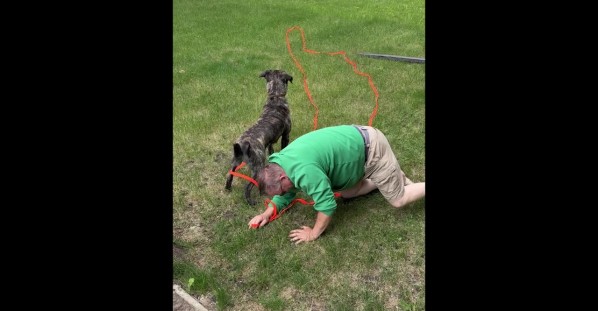 Pitbull Chases Squirrel and Yanks Owner From Front Steps