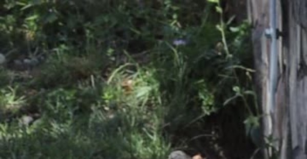 Meerkat Takes a Ride on a Tortoise
