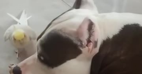 Cockatiel Sings to Companion Dog