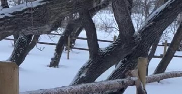 Highland Cow Gets Head Stuck in Feed Bag