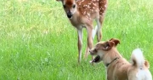 Puppy Plays With Baby Deer