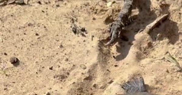 Helping a Flipped Turtle During a Fishing Tournament