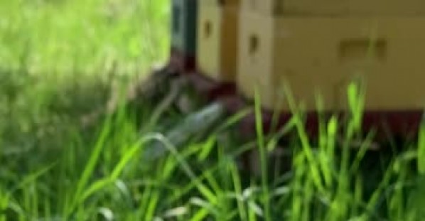Bees Drinking From a Water Feeder