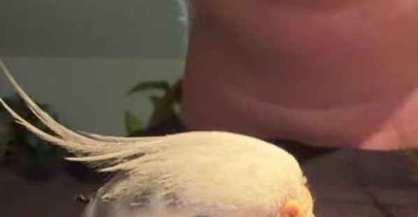 Opera Singer and Cockatiel Perform Duet
