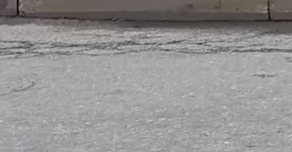 Rat Holds Its Own Against Two Crows