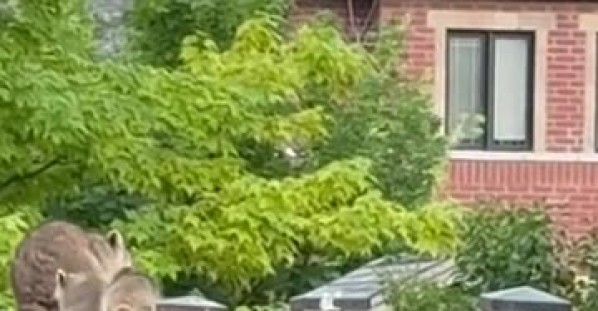 Raccoon Kits Climb Single-File to Mama
