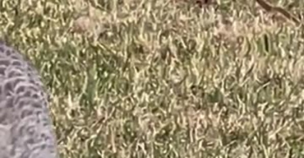 Sandhill Crane Mama and Babies
