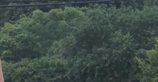 Library Parking Lot Freakout