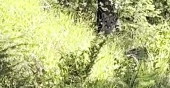 Hiker Has a Tense Encounter With Mountain Lions
