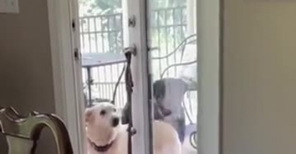 Gentleman Dog Opens the Door for His Friend