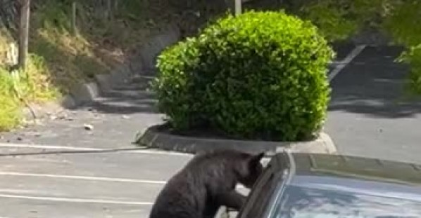 Bears Find Food in Unattended Pick-Up Truck
