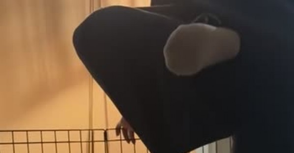 Corgi Puppy Wants to Hang Out With Mom