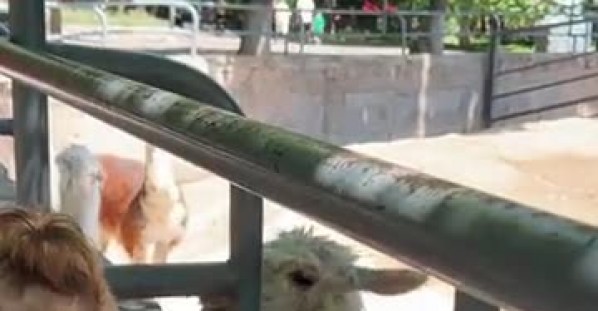 Little Girl Learns Why You Don't Mess With Alpaca