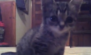 This kitten will NEVER grow old. Meet 'Lil BUB' when she was just 8 weeks old.