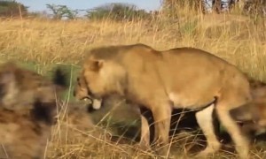 You Won't Believe Your Eyes When You See What This Hyena Pack Does To The King Of The Jungle