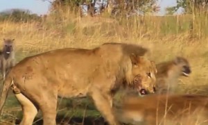 An Audacious Hyena Pack Does The Unthinkable To A Lion In This Amazing Never Before Seen Footage