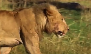 Lion Vs Hyenas. Things Get Hairy For This King of Jungle In This Never Before Seen Footage