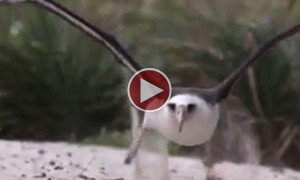 You Will Never Litter Again After Watching This Powerful Video