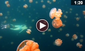 Breathtaking Footage Of A Diver Lost In A Jellyfish Lake