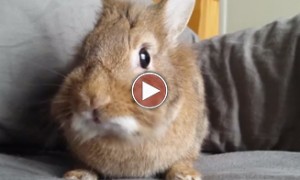Simba The Rabbit Eating A Raspberry Is The Cutest Thing You Will See Today!