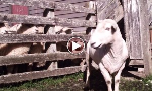 Reggae Sheep Wants To Give Us Some Life Advice With A Catchy Song. Hear Him Out!