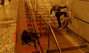 Who Would've Thought That A Cute Dog In A Spider Suit Can Make People Shit Their Pants!