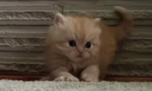 What This Cute Little Kitten Did Will Make You Just Want To Say Awww!