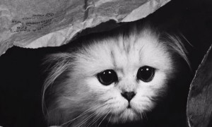 You Will Love Your Cat More After Watching This Video