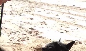 Dog Loves Being Buried in Sand