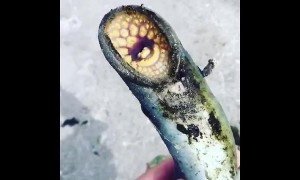 Bizarre lamprey caught in Lake Ontario