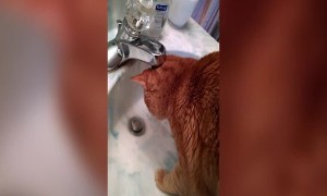 Funny Cat Tries to Fight Water