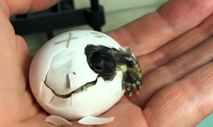 Baby tortoise hatches from shell