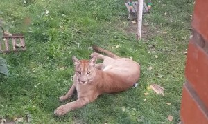 Escaped Pet Puma Attacks Family Dog