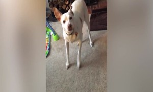 Dog Too SCARED of Cat to Get His Bone