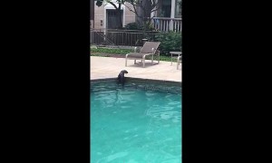 British woman amazed by two otters swimming in her apartment's pool