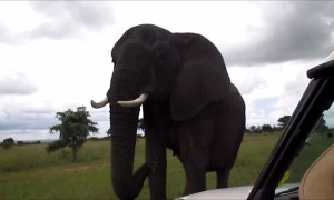 Wild elephant in Zimbabwe uses trunk to say hello