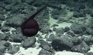 Submarine Captures A Rare Footage Of A ‘Shape-Shifting’ Gulper Eel 