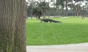 Huge Gator Strolls Through South Carolina Golf Course