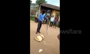 Cobra bites amateur snake-catcher in daring rescue