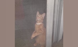 Cats Acting Like Dogs