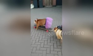 Daughter and daddy dogs go skateboarding in their playclothes