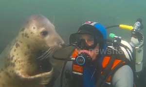 Adorable wild seal follows diver to give him a hug