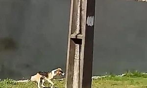 Dog Hops High Wall After Many Attempts