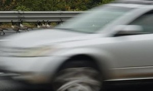 Flock of Geese Using Highway Merging Lane