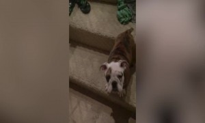 Brave Puppy Goes Down Stairs For The First Time